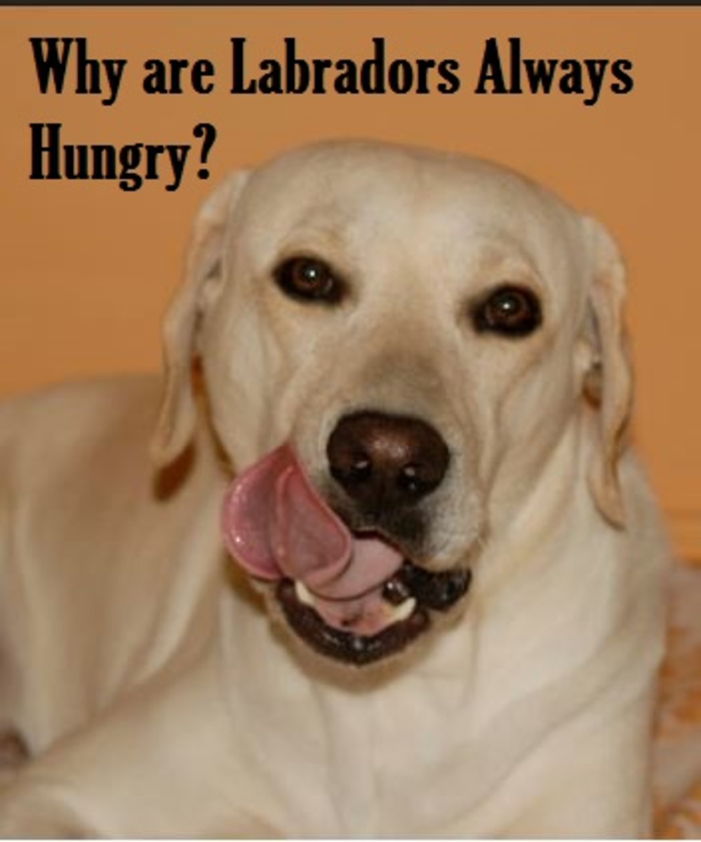 labrador hungry fat