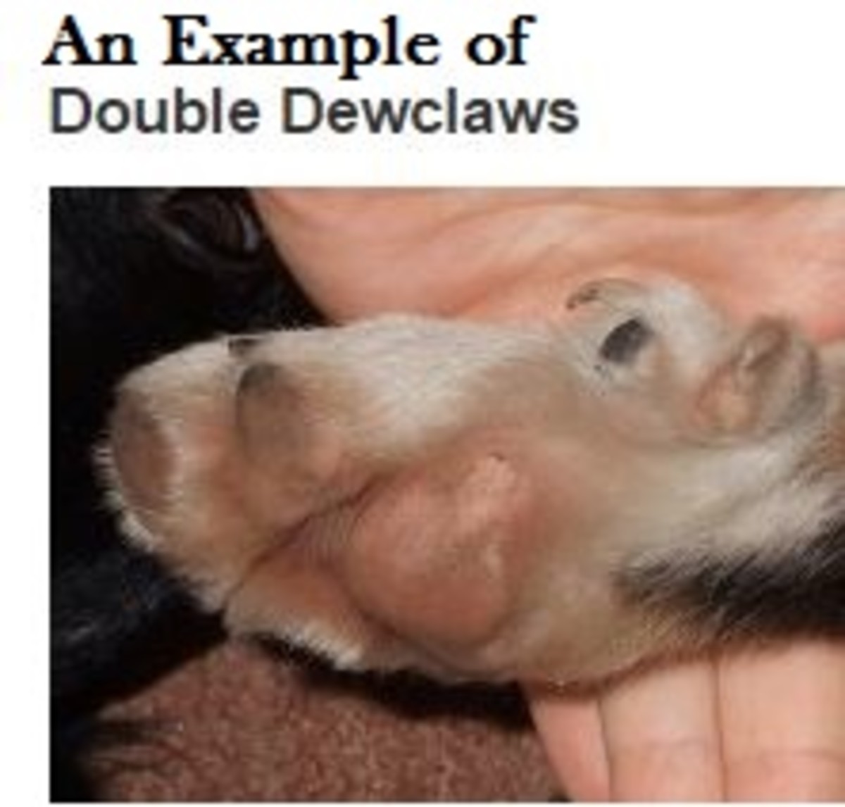 double dewclaws