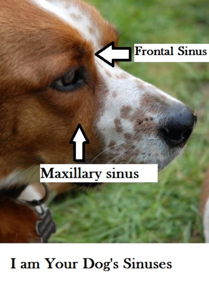 dog-sinuses