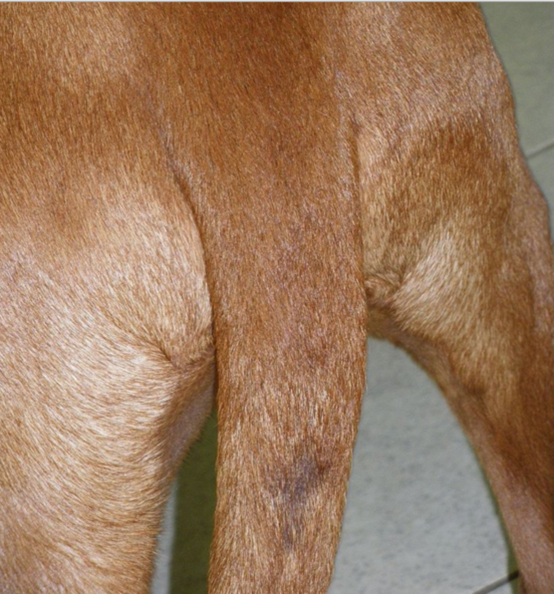 stud tail in dog