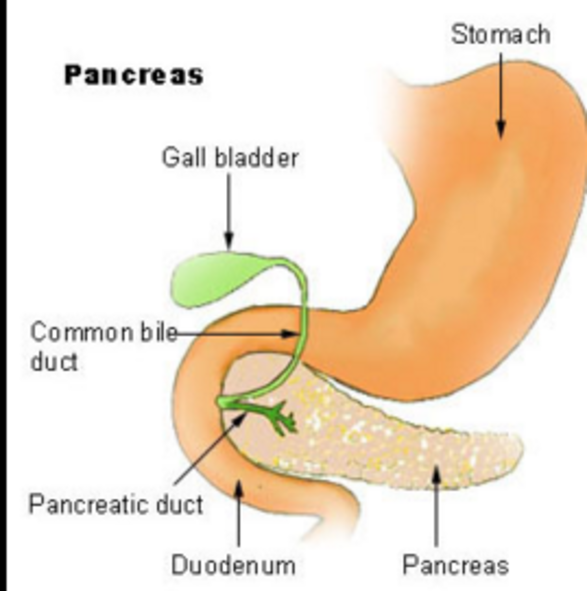 dog pancreas