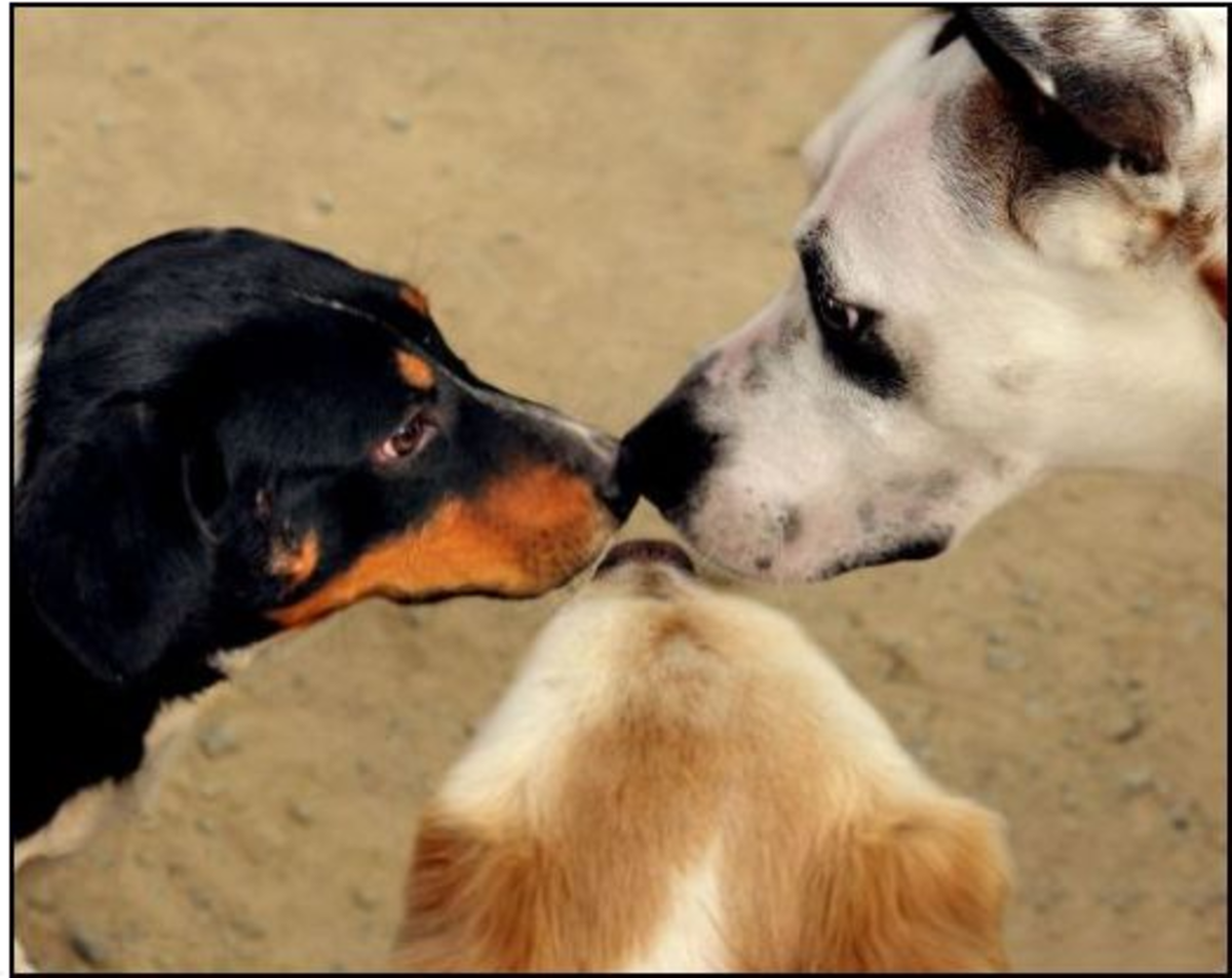 Do dogs like their nose touched