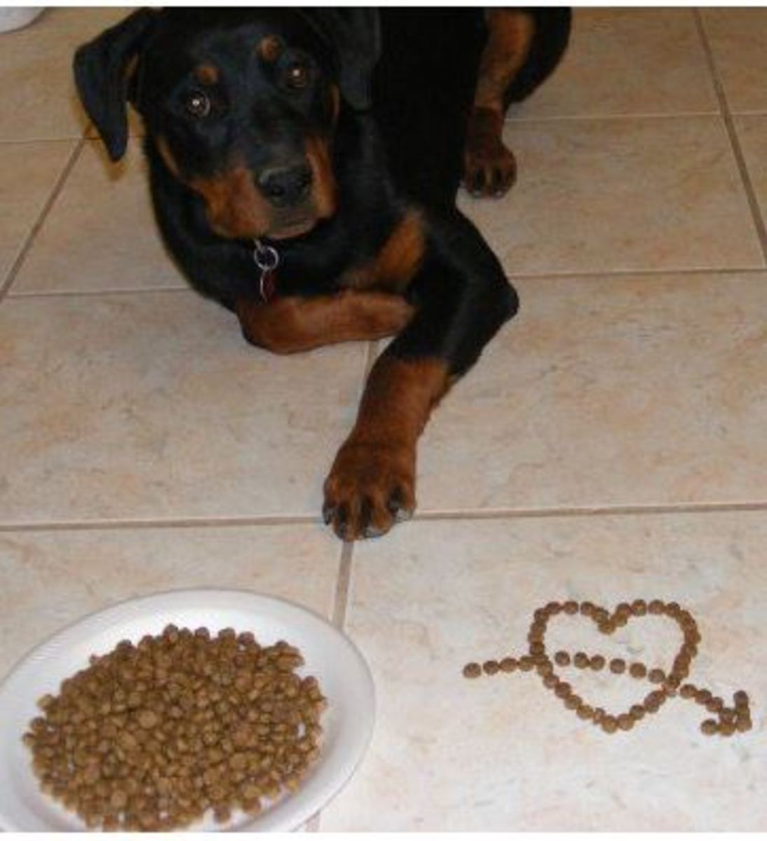 Ready for a dog food buffet?