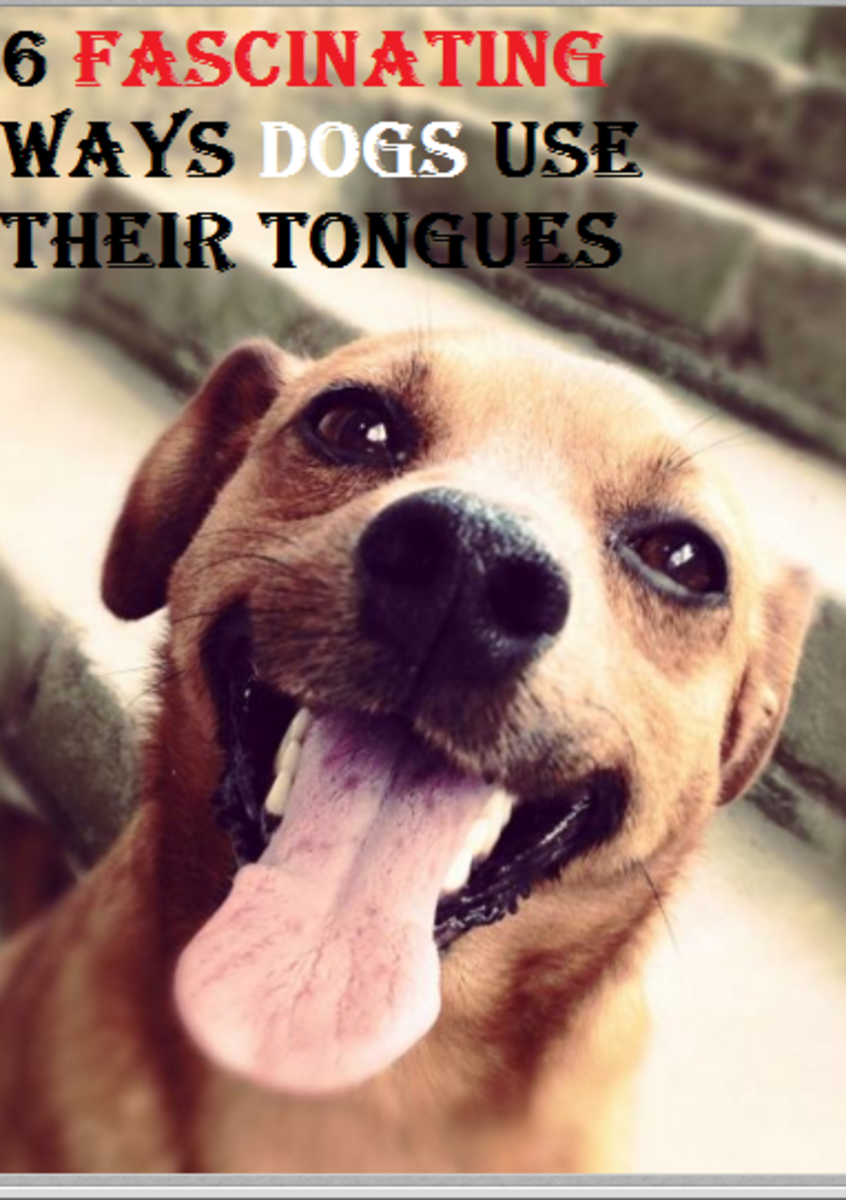 dogs tongues