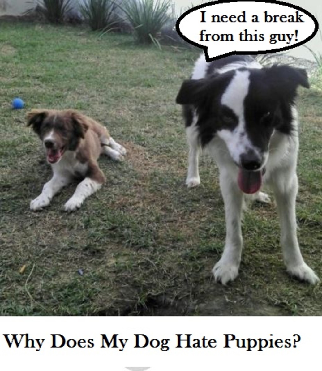 dogs-hate-puppies