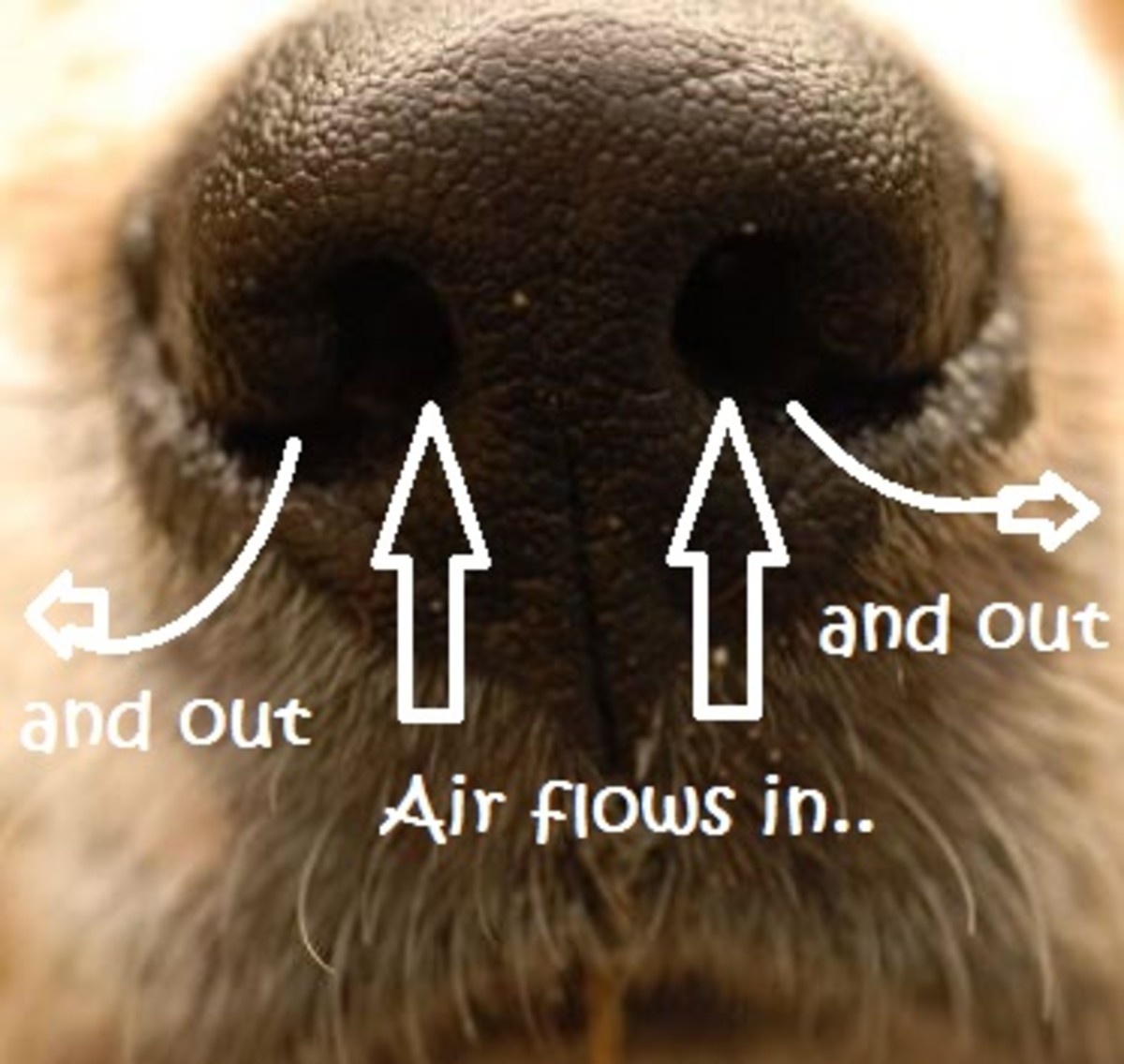 nostril airflow