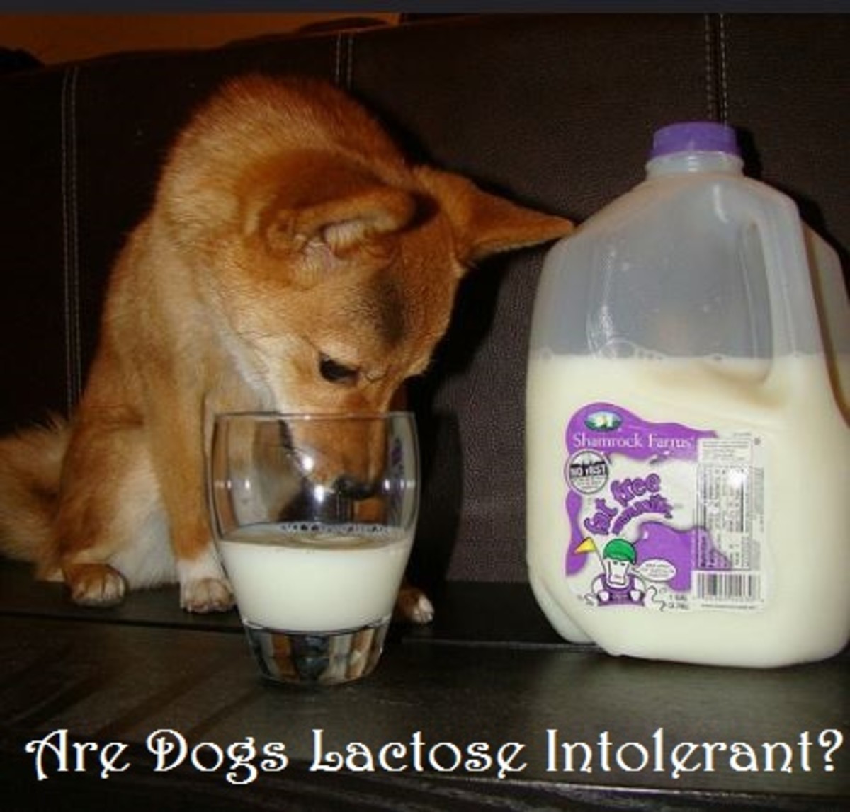 dog milks