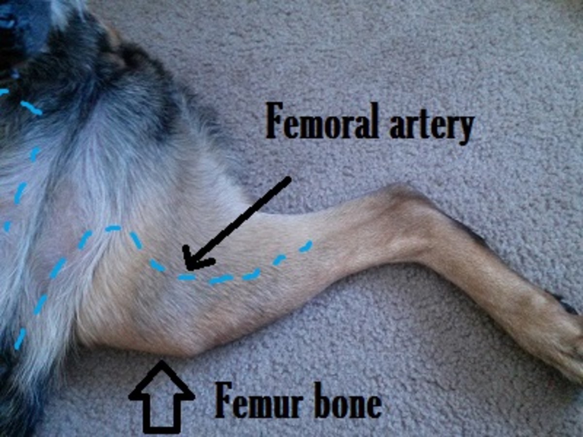dog femoral artery