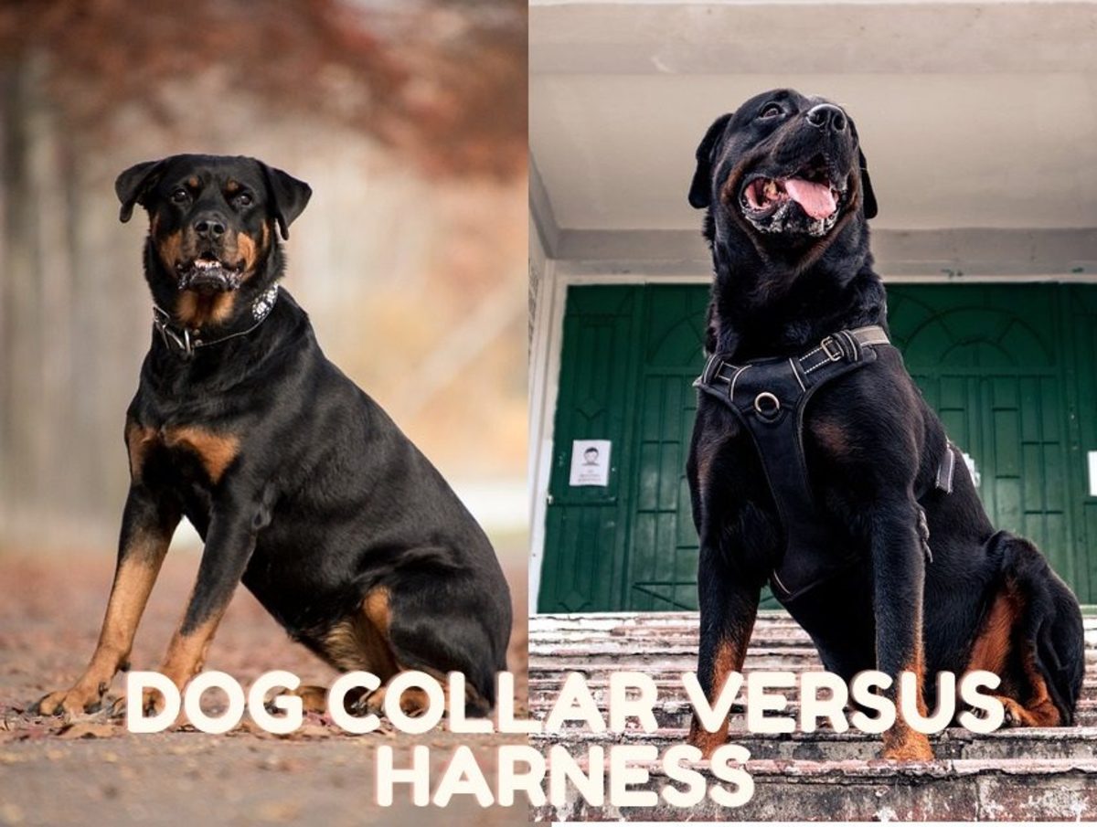 Dog Collar Versus Harness