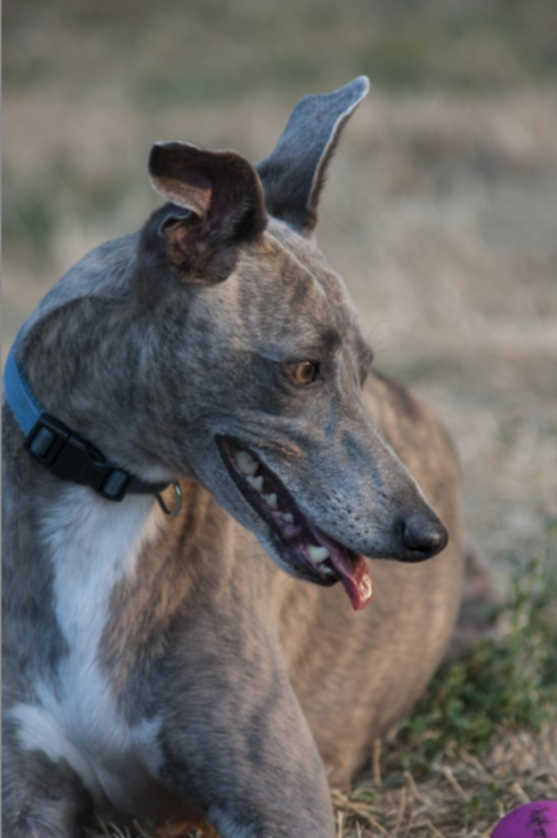 greyhound eyesight