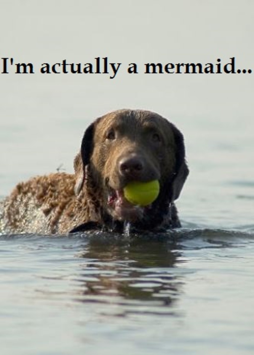 dogs that swim well