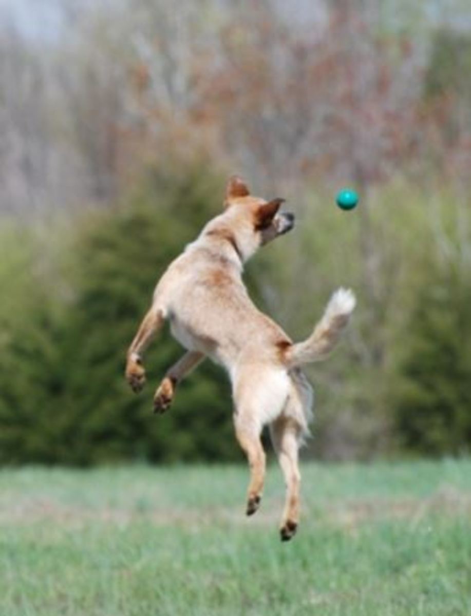 dog ball chasing
