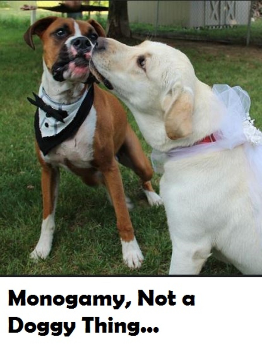are-dogs-monogamous