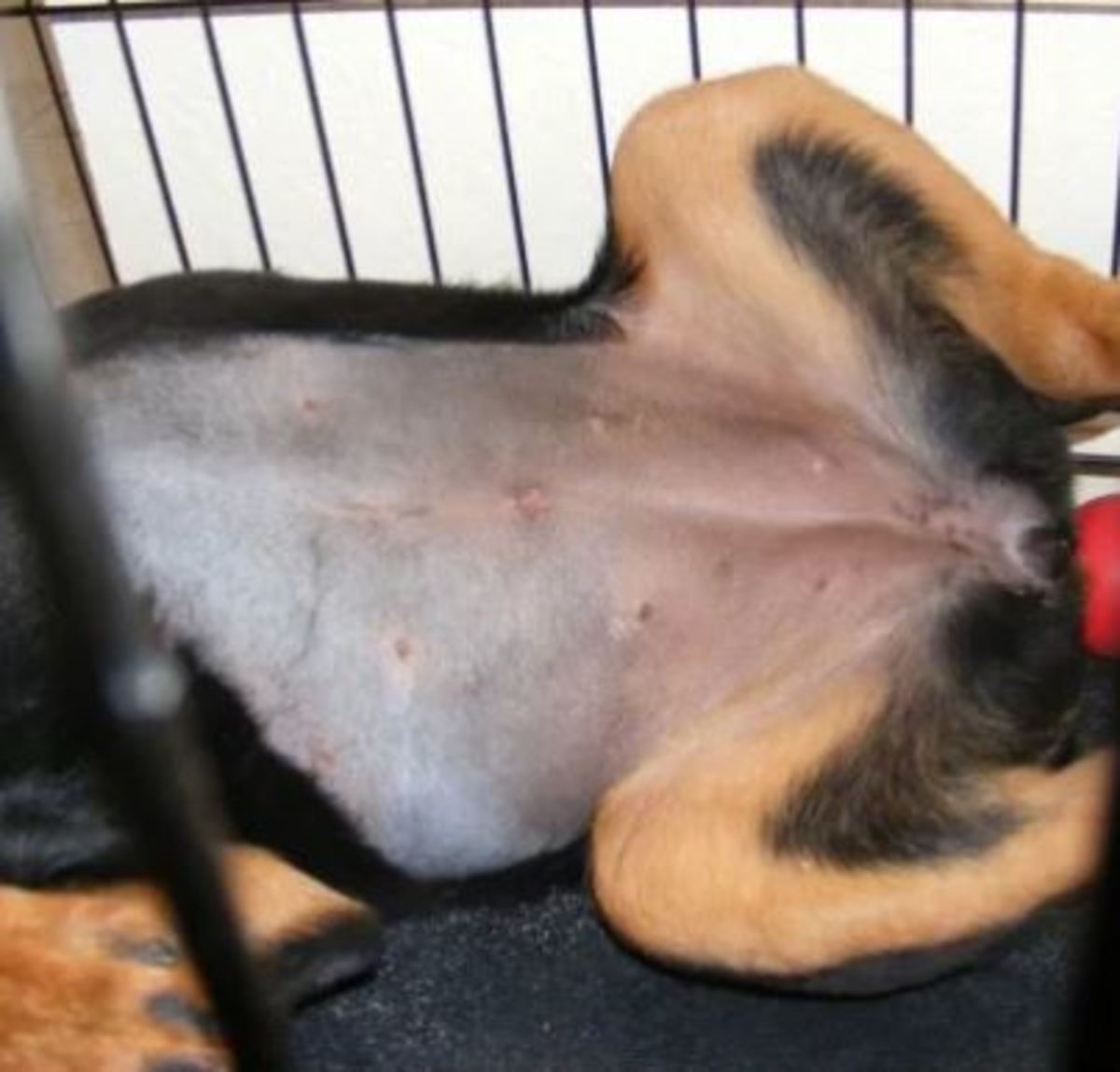Picture of puppy's belly button