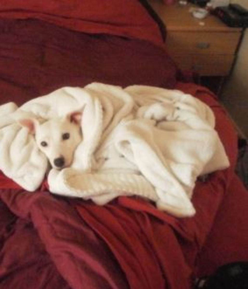 dog blanket sleep sick