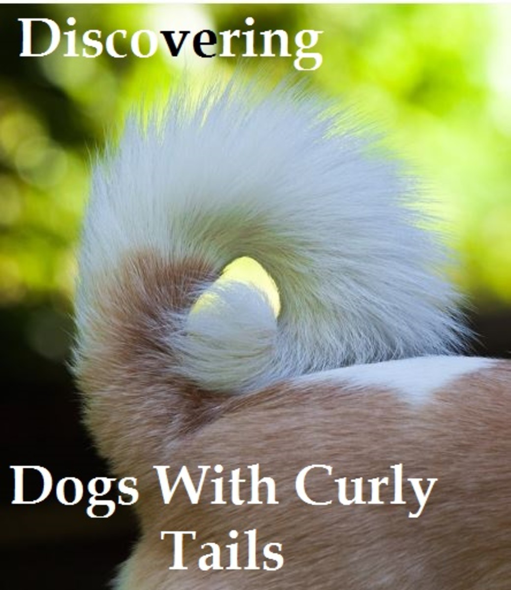 dog curly tails