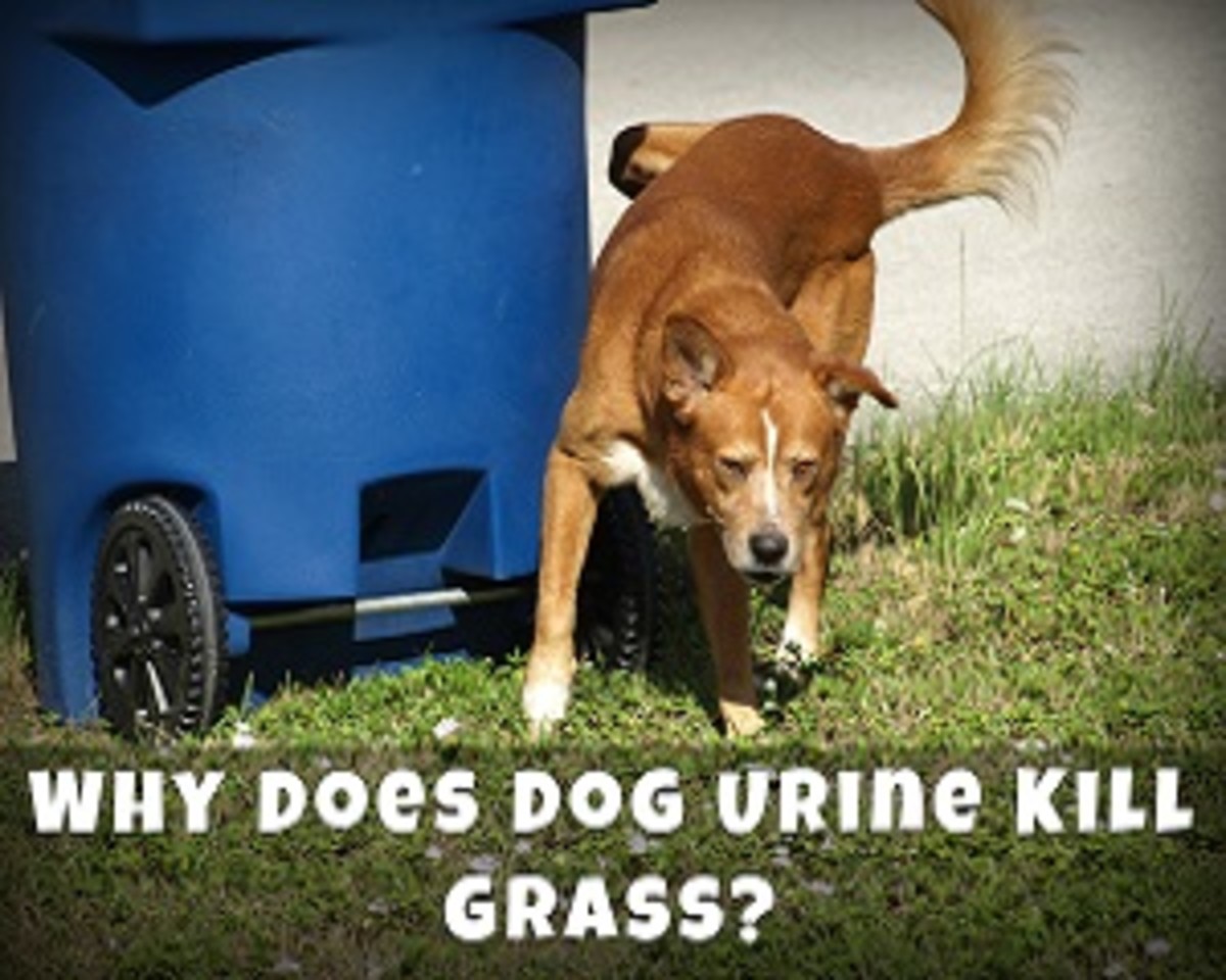 Why Does Dog Urine Kill Grass? Dog Discoveries