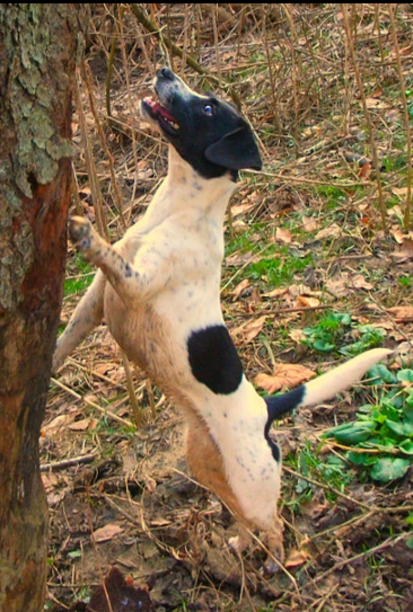 A dog treeing