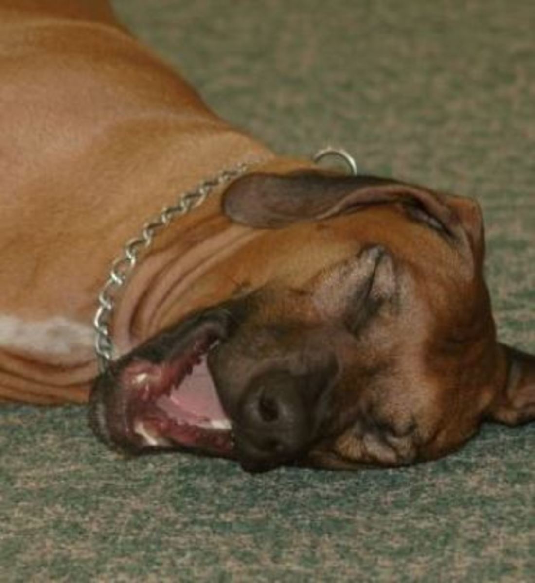 dog yawning behavior