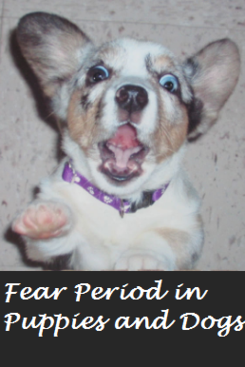 fear period