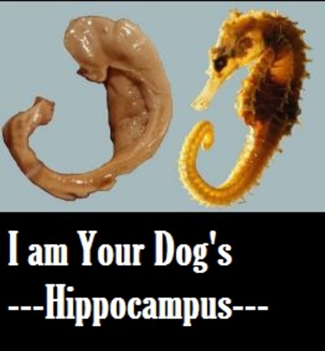 dog hippocampus