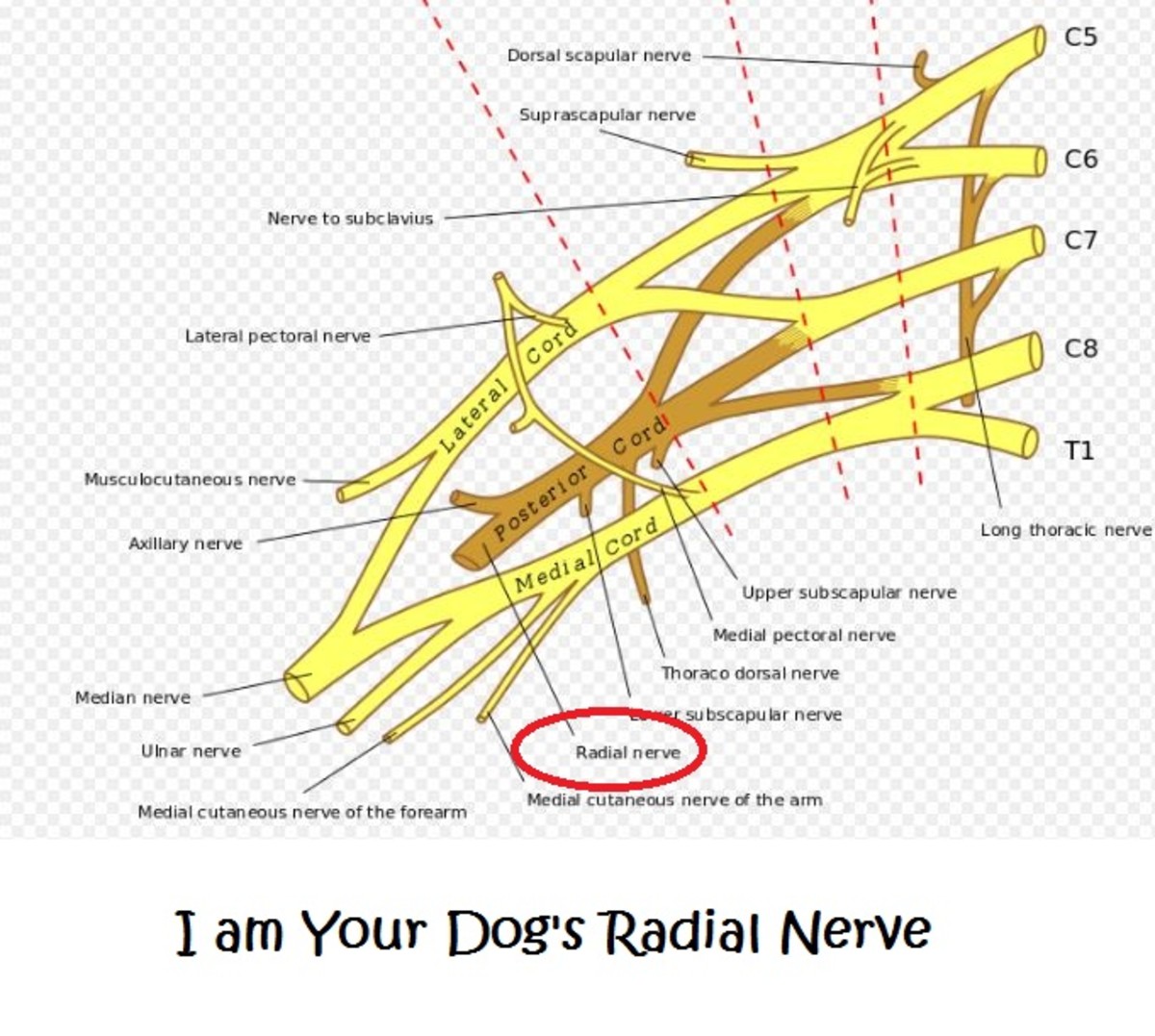 dog radial nerve