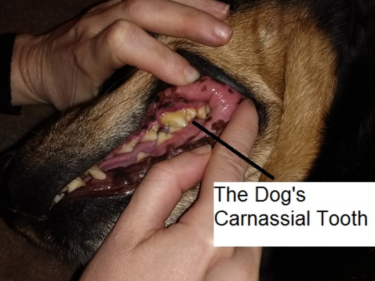 a dog's carnassial tooth