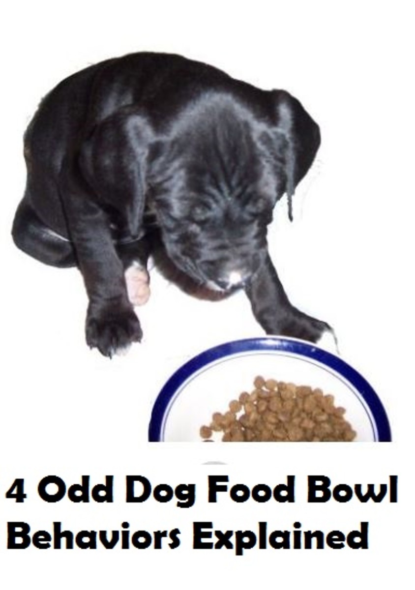 dog-food-bowl-behavior