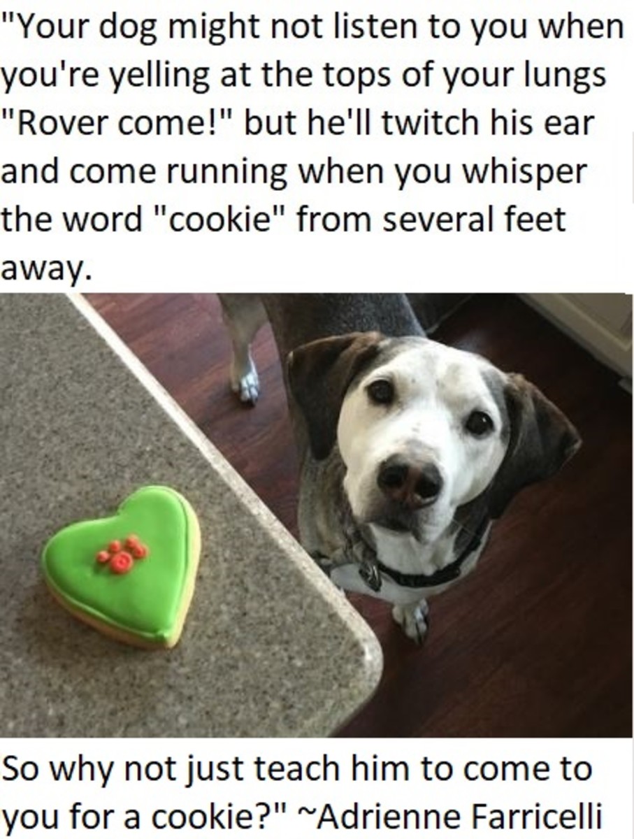 dog cookie