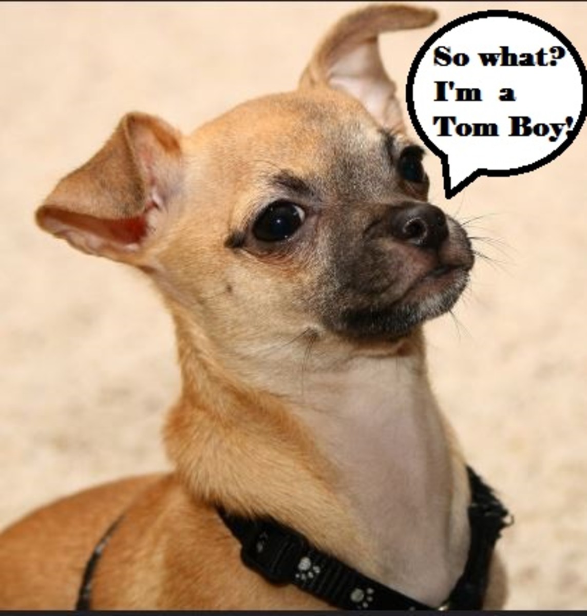 tom boy dog