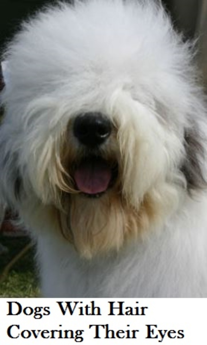 dog-breeds-with-hair-over-eyes