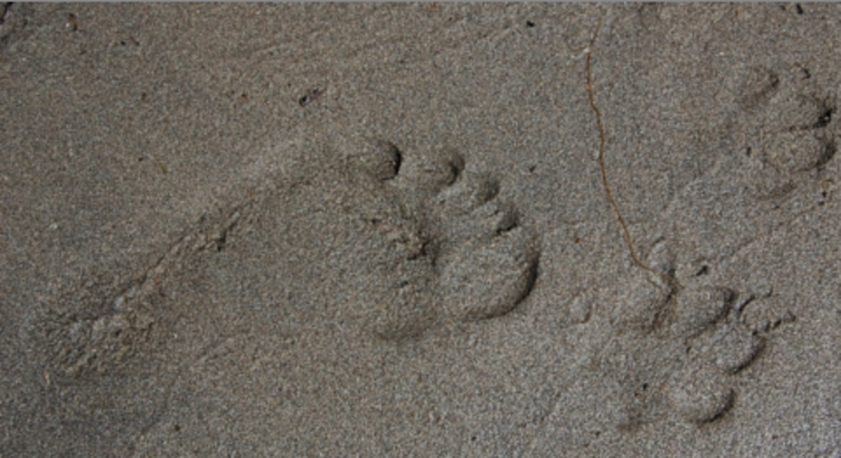 imprint dog paw