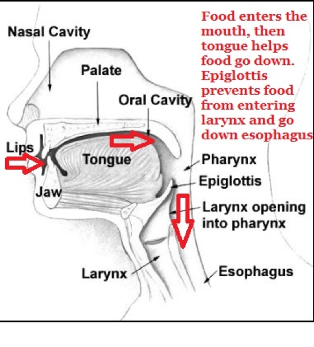 esophaguss