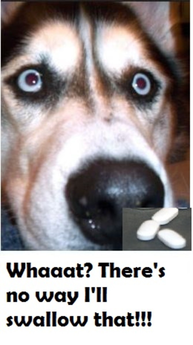 what happens if a dog eats medicine