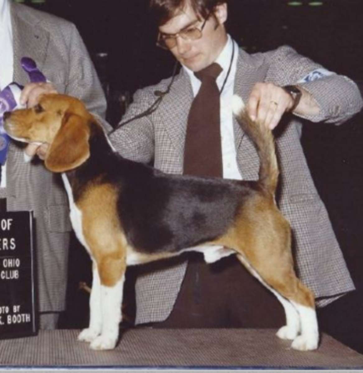 beagle tail
