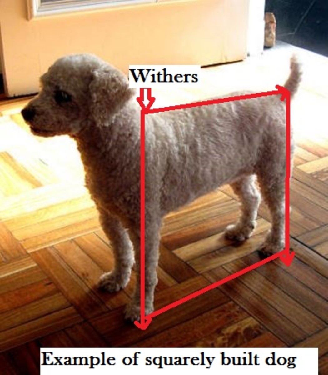 Where Do You Measure a Dog's Height? Dog Discoveries