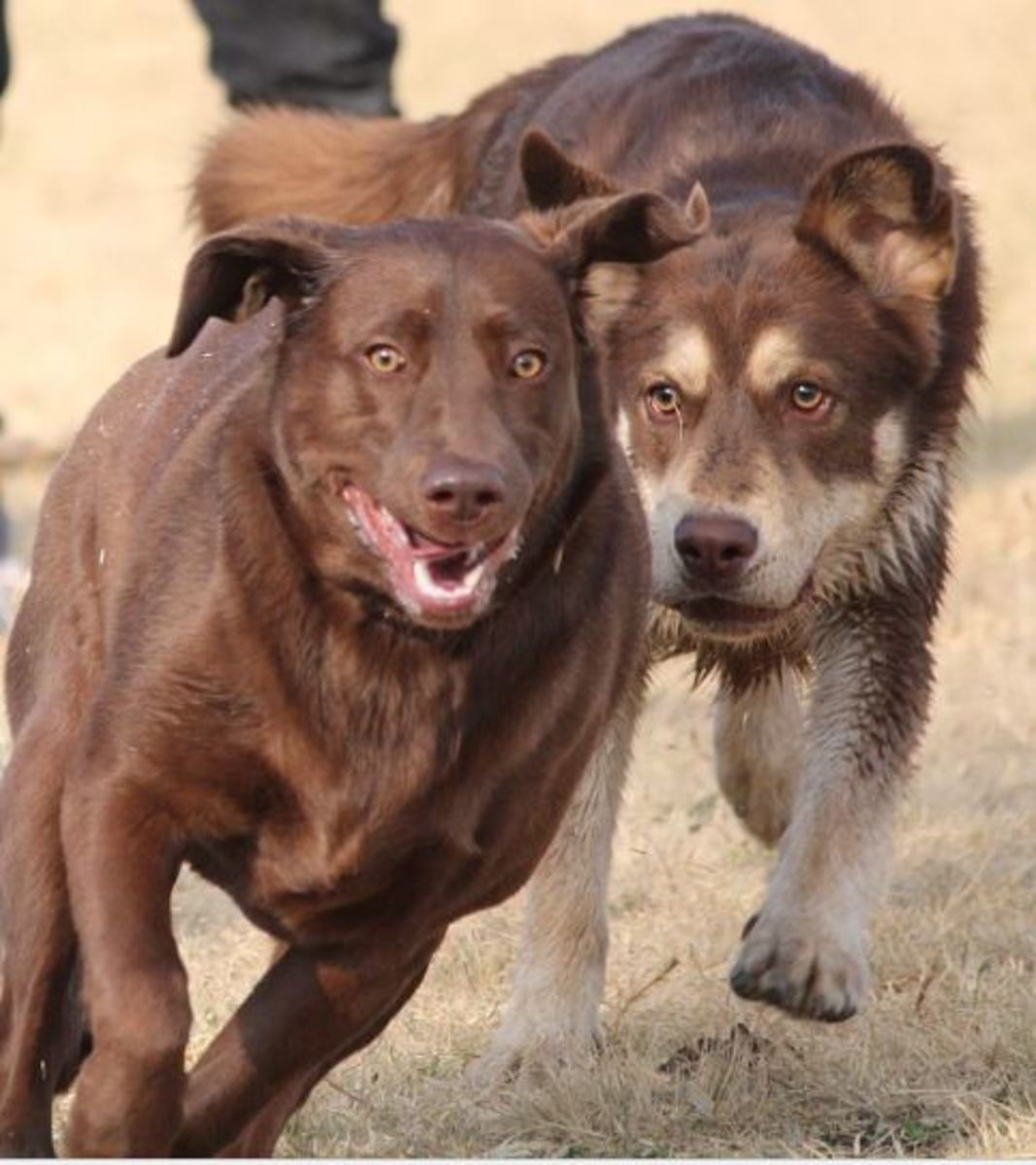 how-to-stop-aggression-between-two-dogs