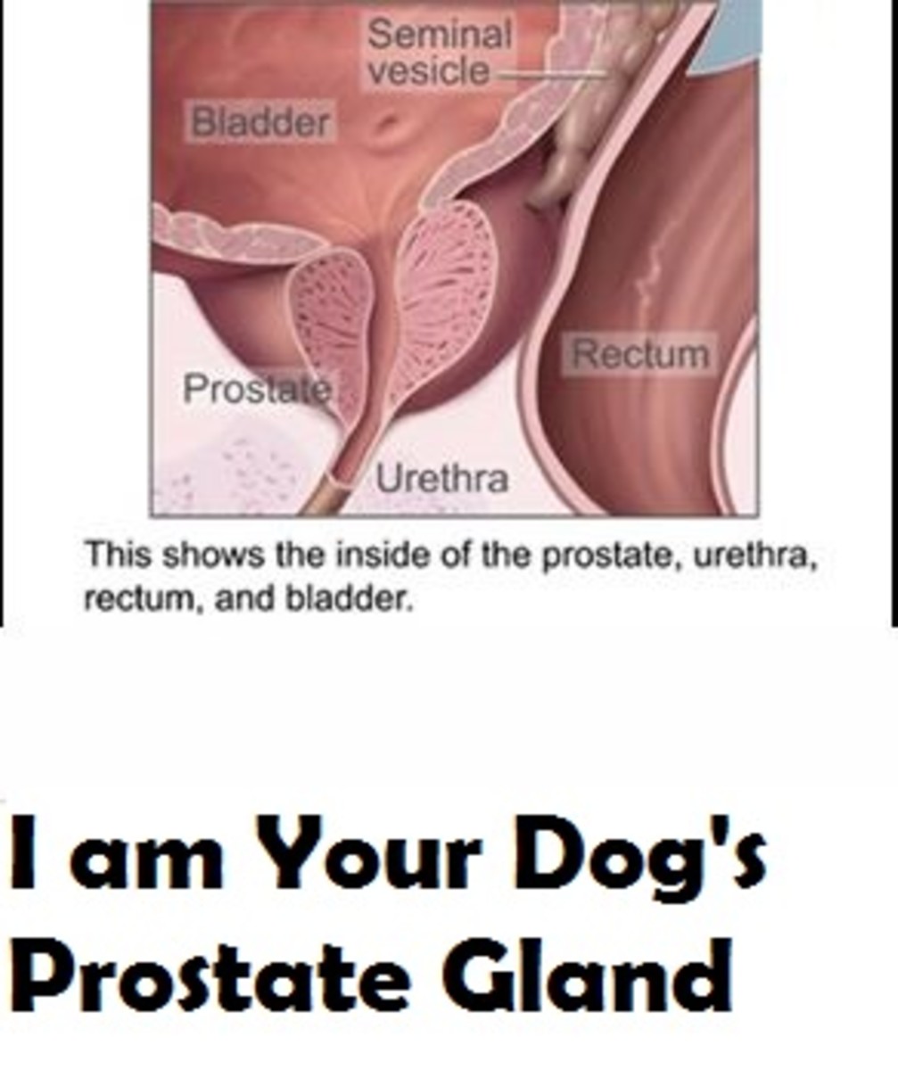 dog-prostate-gland