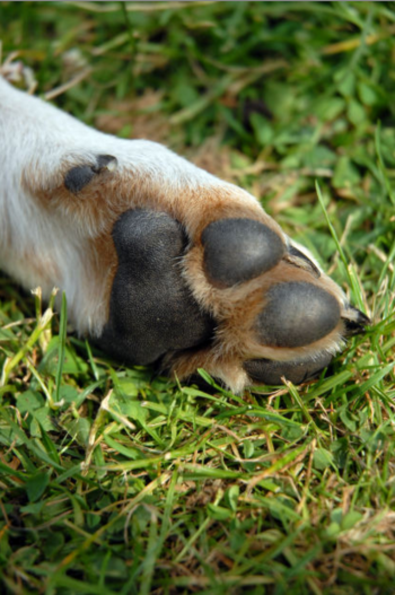 dog paws