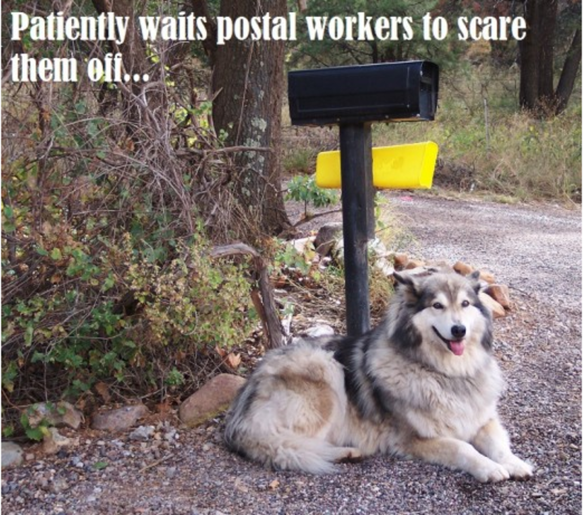 dog mail