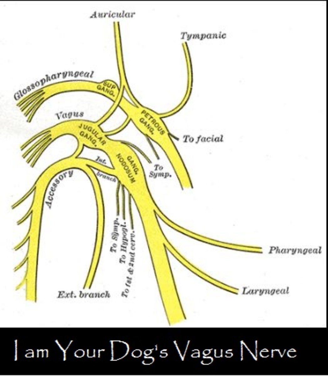 vagal nerve