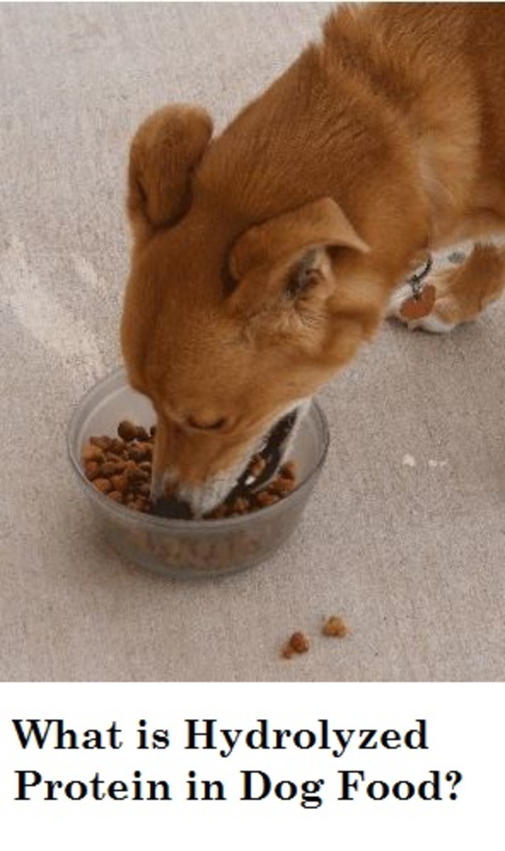 dog-hydrolyzed-protein-diet