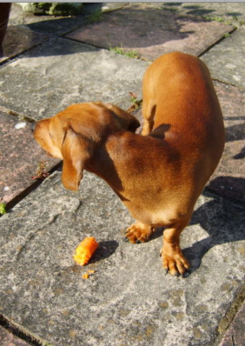ivdd is common in doxies