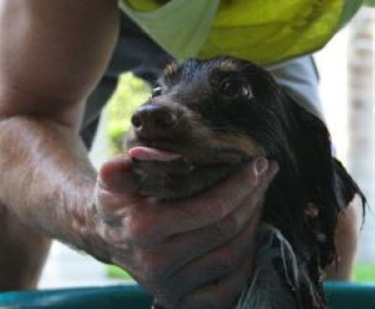 forcing dog to take a bath