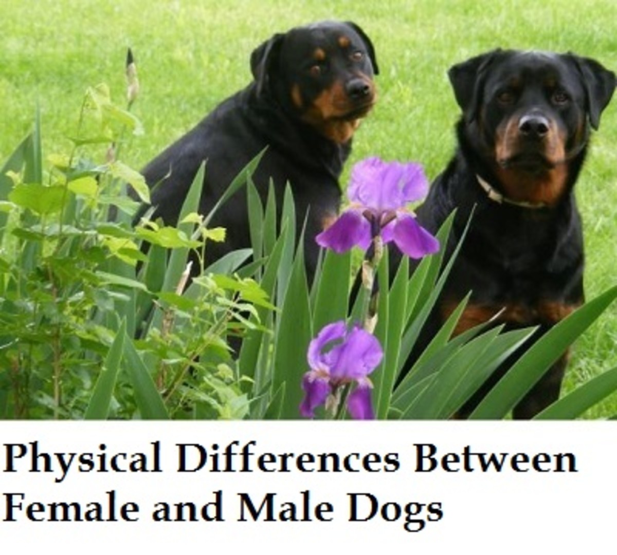 when can you breed a male dog