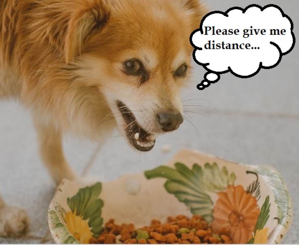dog eating food bowl