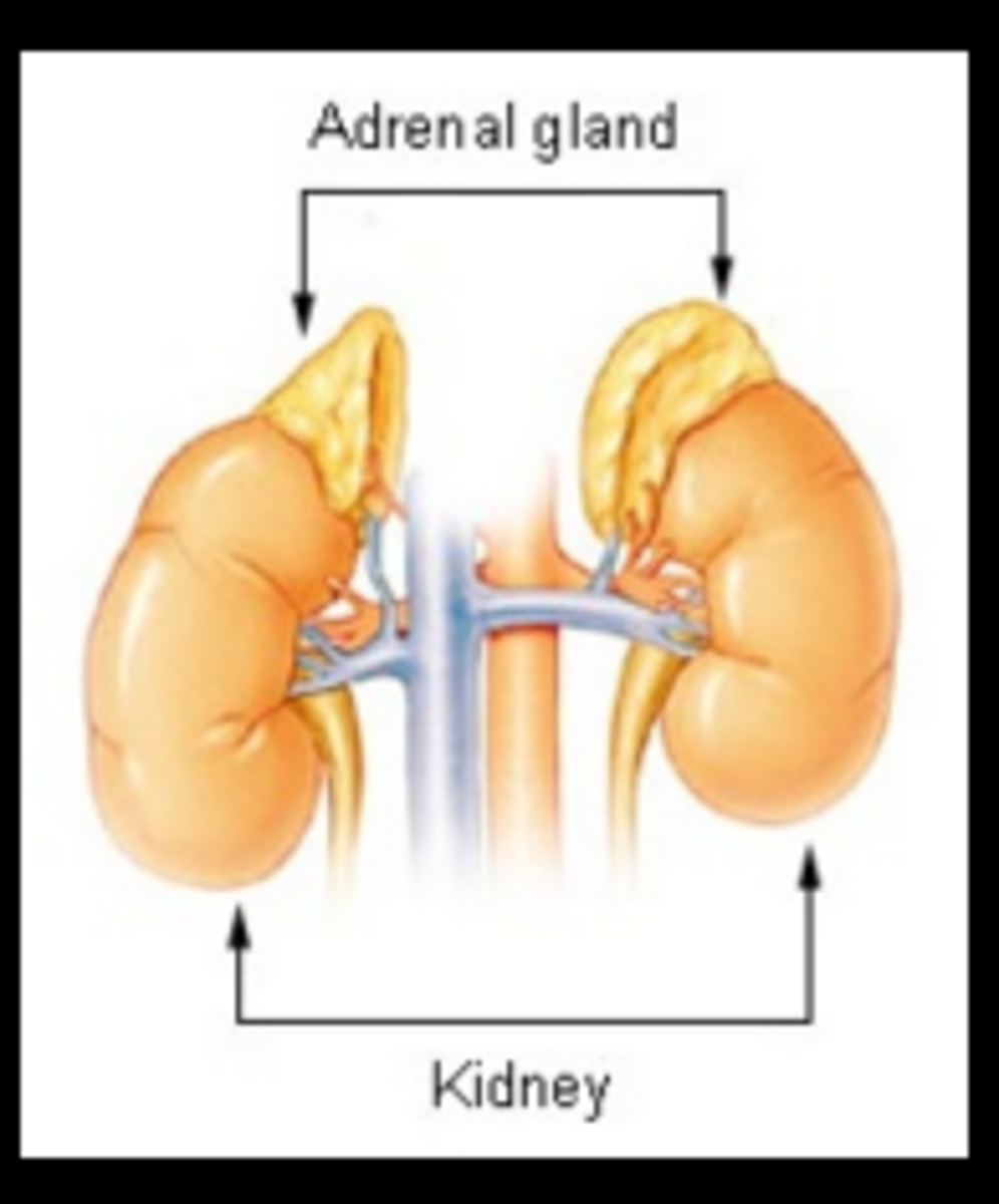 adrenal glands public domain wikipedia