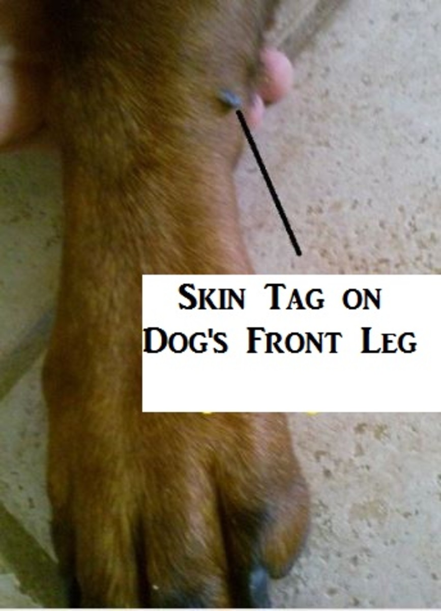 skin-tag-on-dog-leg