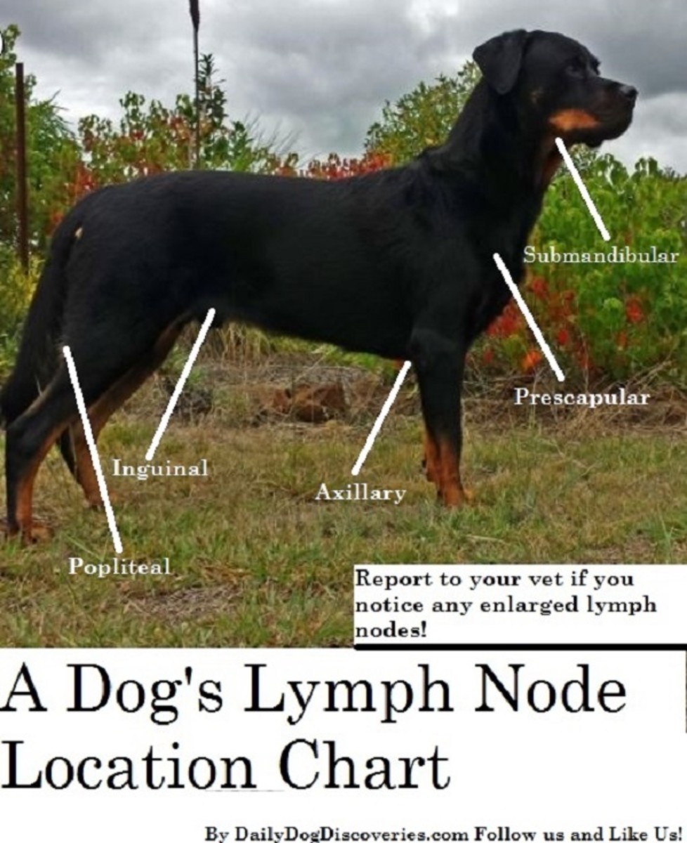 dog-lymp-node-location-chart