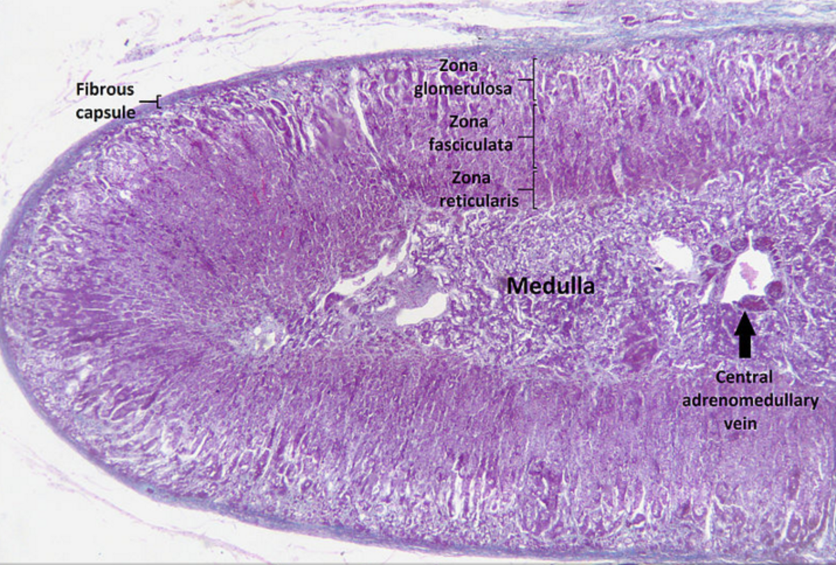 adrenal cortex wikipedia public domain